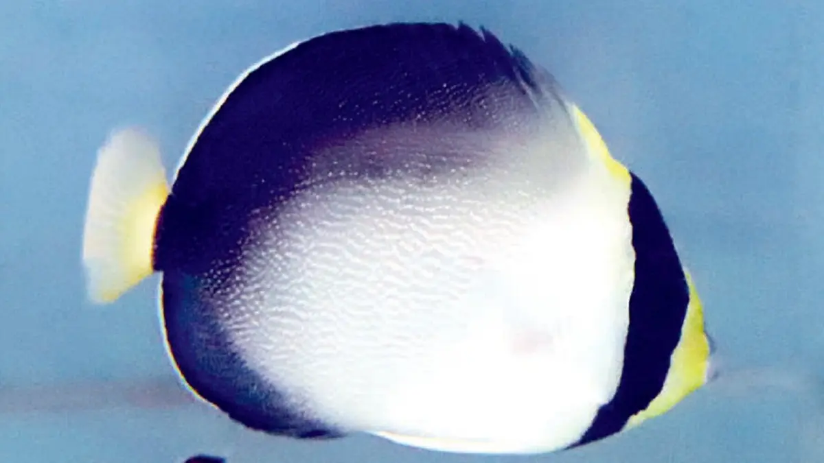Ikan Angel Marmut (JAWAPOS)