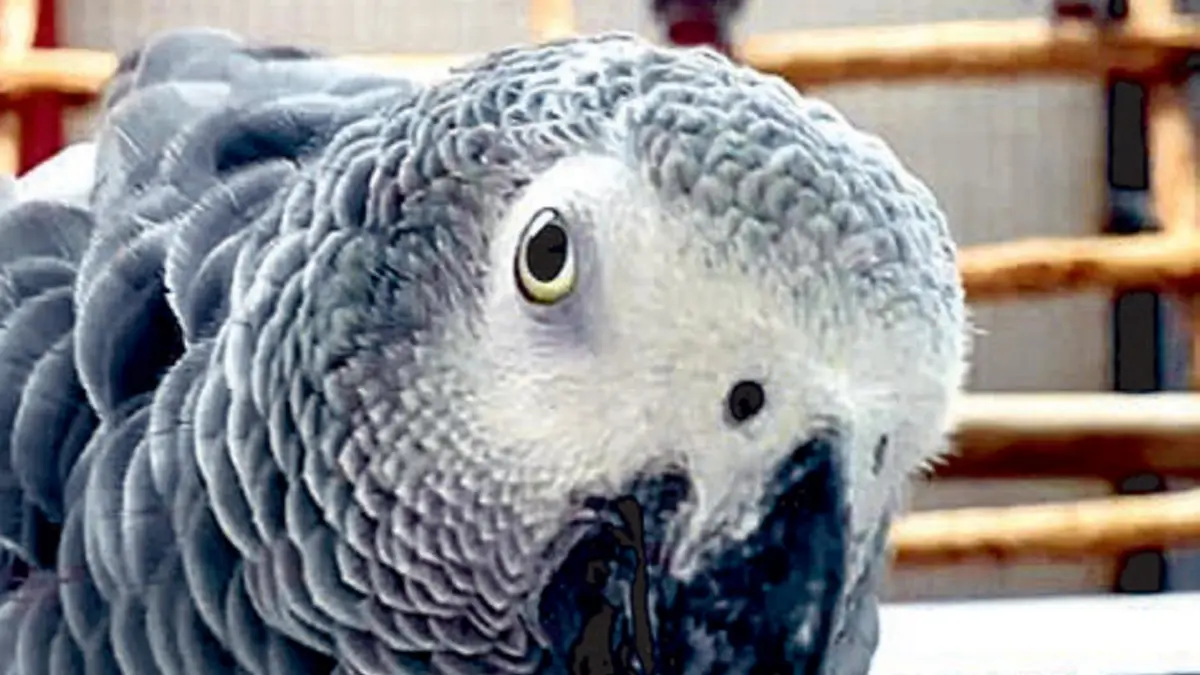 African Grey (JAWAPOS)