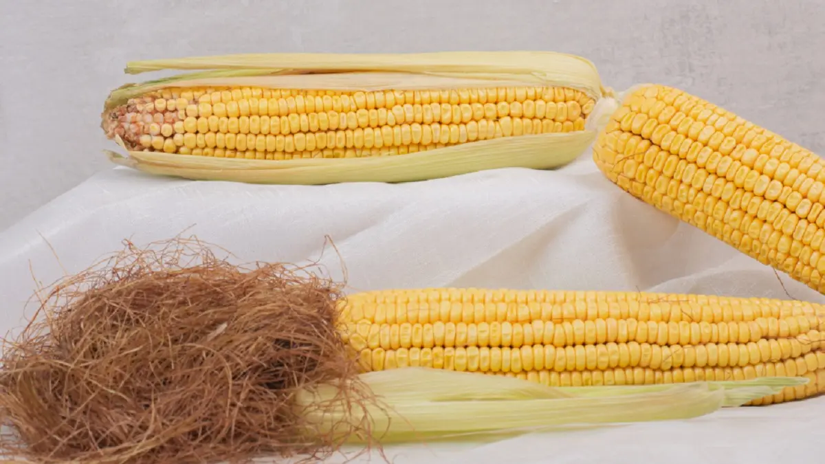 Ilustrasi jagung (JAWAPOS)