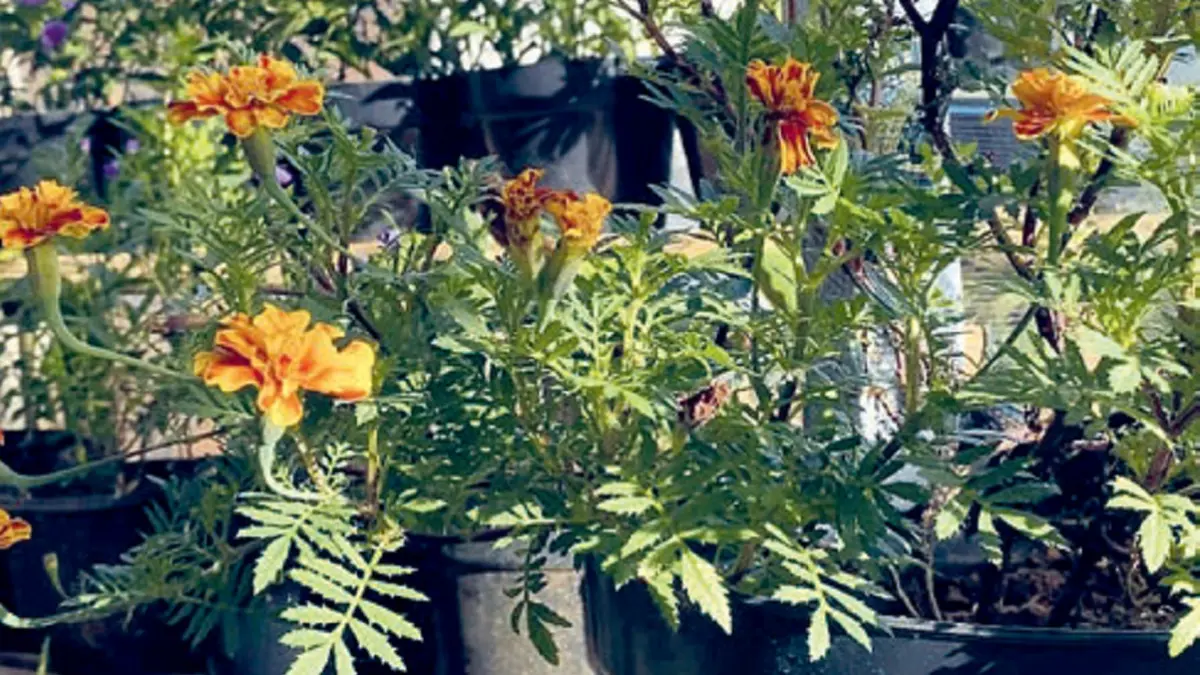 Marigold bisa ditanam di pot maupun lahan terbatas. Agar berbunga, tanaman ini sebaiknya mendapatkan sinar matahari 6-8 jam per hari. (JAWAPOS)