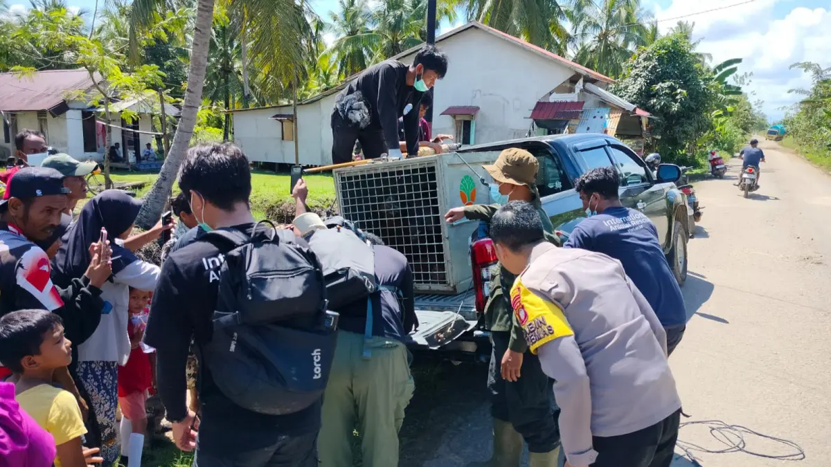 Proses evakuasi orangutan di Desa Pemangkat, Kecamatan Simpang Hilir Kabupaten Kayong Utara pada Kamis (23/4). (DOK POLRES KAYONG UTARA)&nbsp;