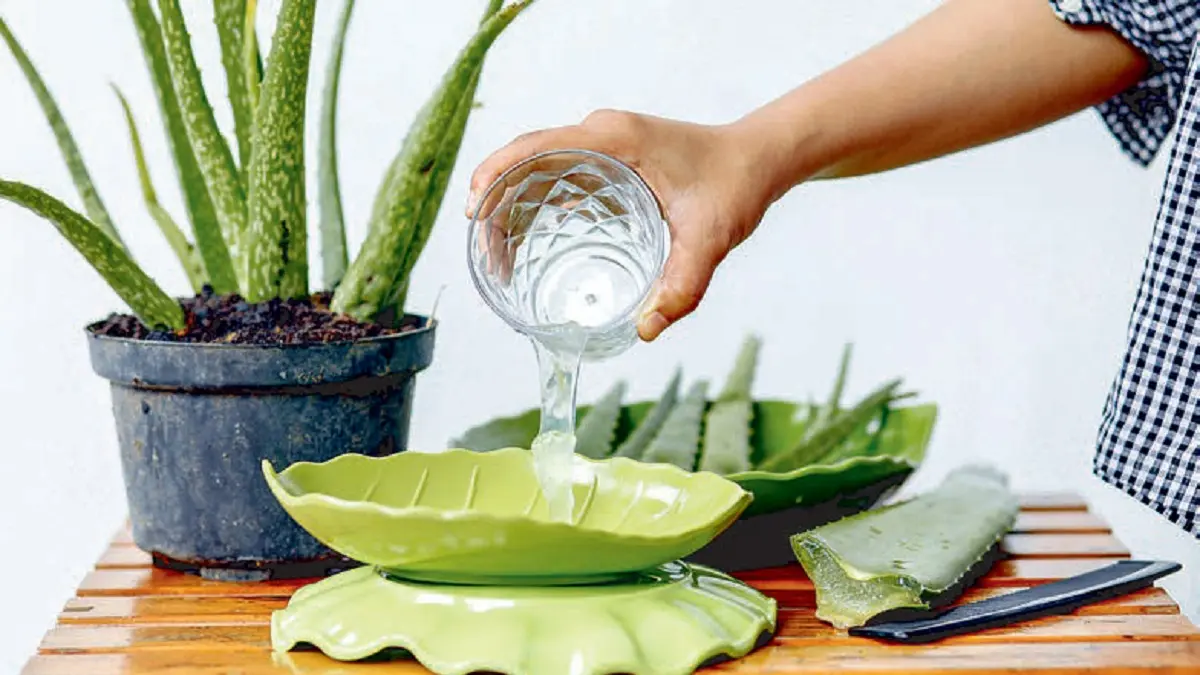 Studi klinik membuktikan peran sirup lidah buaya dalam memperbaiki gejala GERD dengan cara yang lebih baik dibandingkan obat dokter. (JAWAPOS)