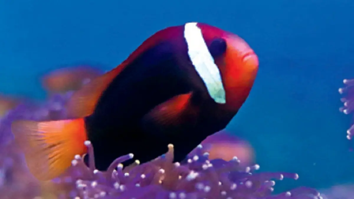 Tomato clownfish juga dikenal dengan nama Nemo Tompel. Sebab, ada semacam tompel di dekat kepala. (JAWAPOS)