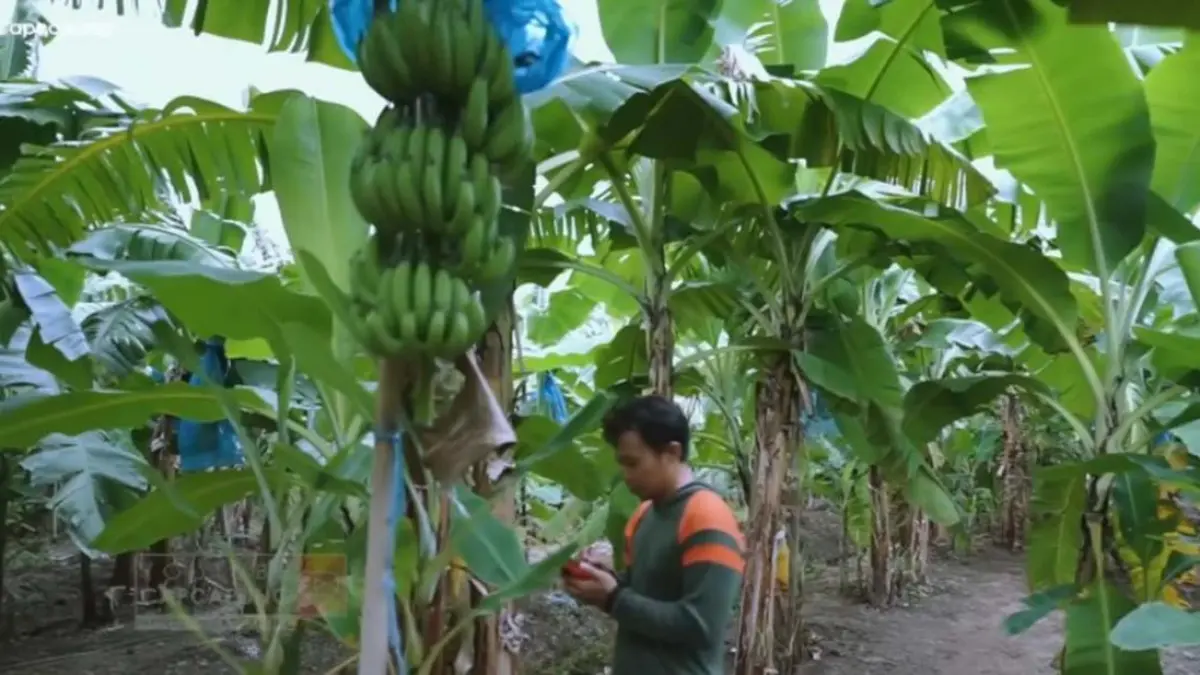 Ilustrasi pohon pisang (DOK JAWAPOS).