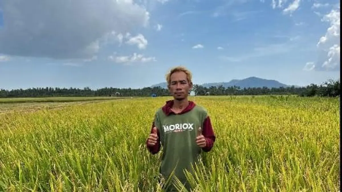 Dalam satu hektare sawah, Heri, Petani muda Desa Serunai Kecamatan Salatiga, berhasil memanen padi sekitar 9,6 ton. (ISTIMEWA)