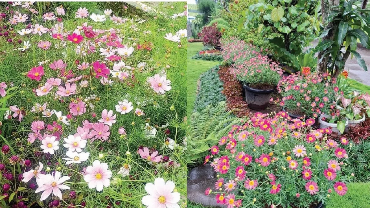 Bunga daisy (kanan) dan bunga cosmos (kiri) (JAWAPOS)