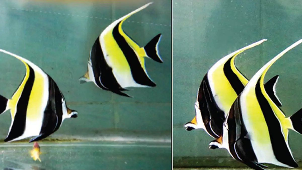 Moorish, Ikan Hias Eksotis (DOK JAWAPOS)