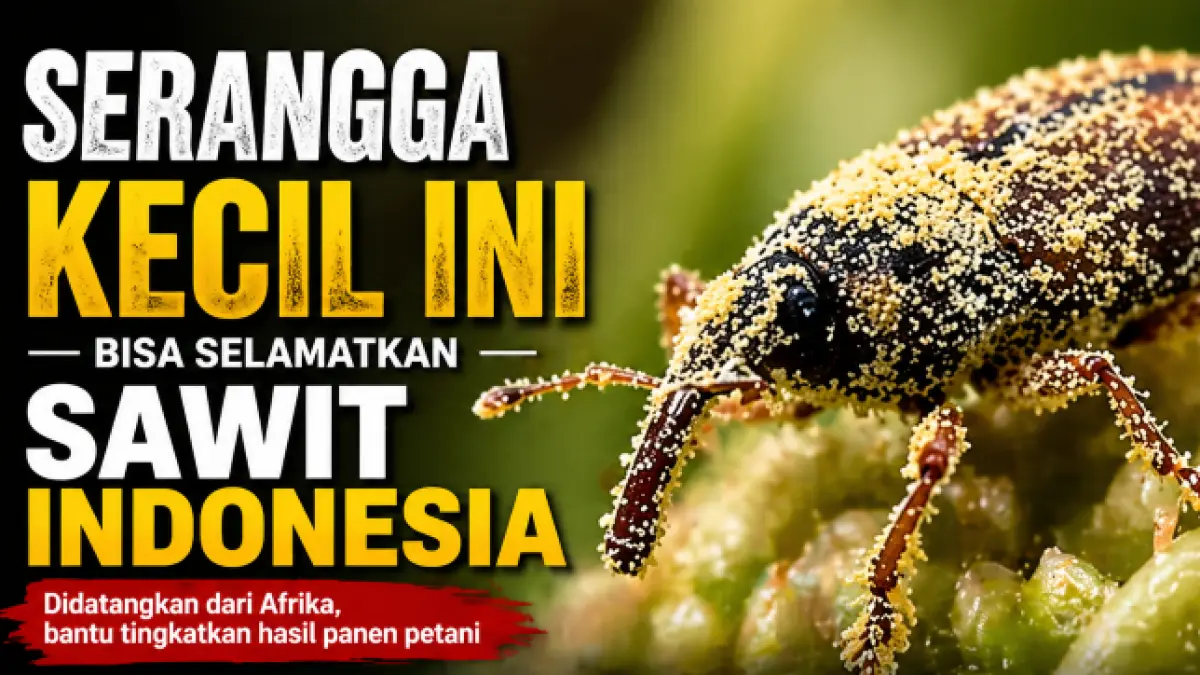 Serangga penyerbuk kelapa sawit dari Tanzania yang digunakan untuk meningkatkan produktivitas perkebunan