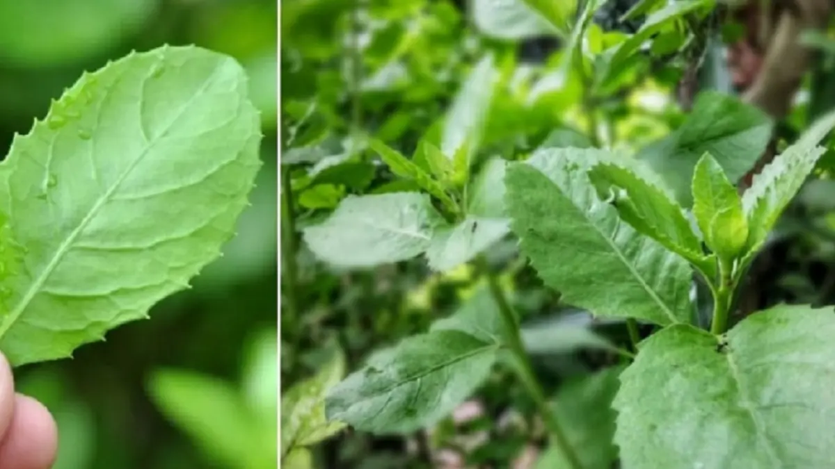 Daun beluntas (DOK JAWAPOS)