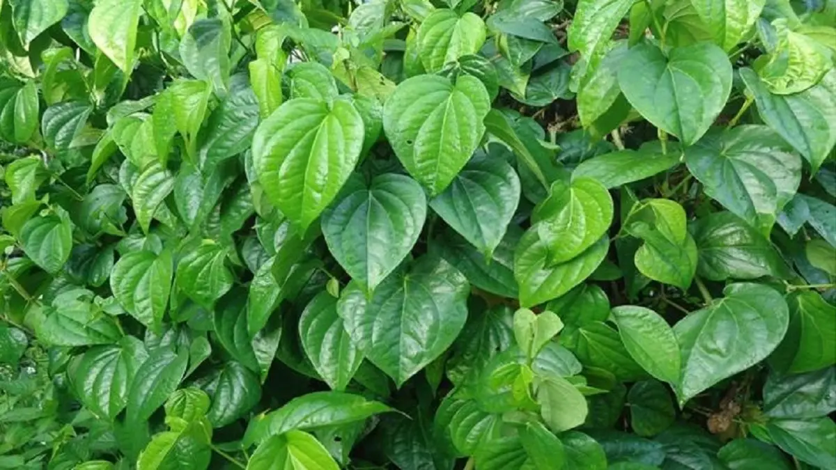 Daun sirih (DOK JAWAPOS)