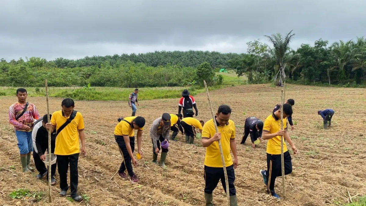 Tim Penanganan Khusus Ketahanan Pangan (TPKK) menggelar penanaman jagung tahap kedua di Desa Kenaman, Kecamatan Sekayam Kabupaten Sanggau pada Jumat (1/5) pagi. (ISTIMEWA)