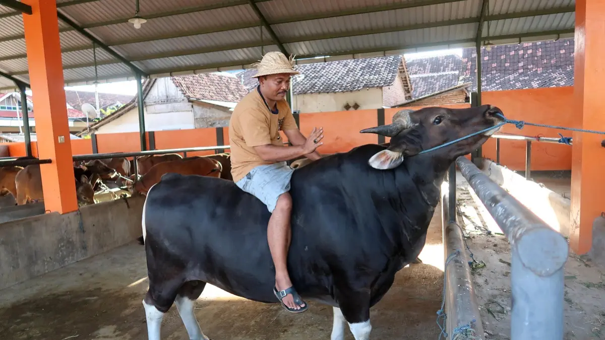 Seorang pemilik menunggang indukan sapi Bali (Bos Javanicus domesticus) di sebuah kandang di Tanjung, Banyuwangi, Jawa Timur. Kebutuhan hewan kurban di Pontianak masih sangat bergantung pada pasokan dari luar Kalbar. (ANTARA FOTO/BUDI CANDRA SETYA)