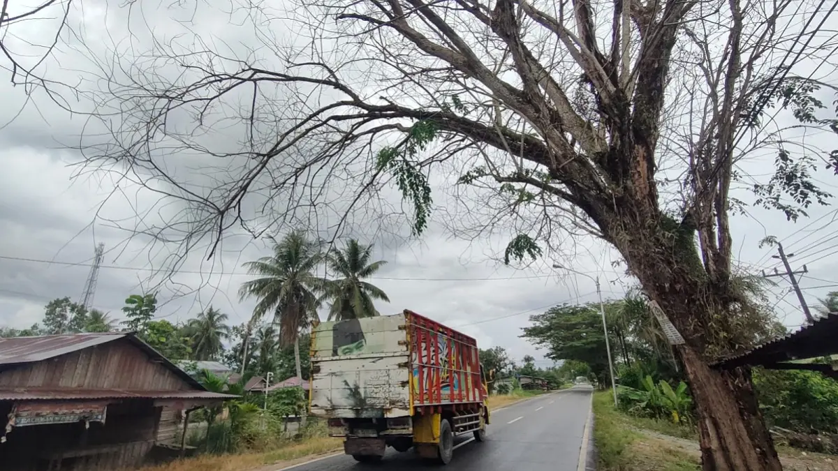 Pohon besar yang tampak mati di pinggir jalan raya Galang.