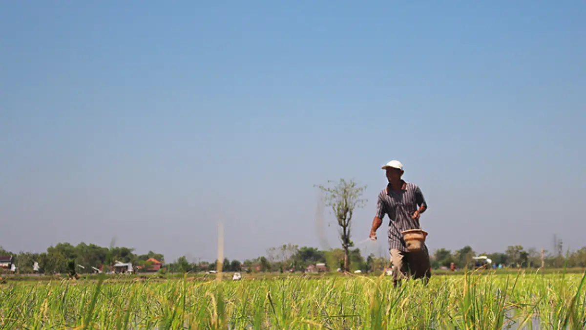 Seorang petani beraktivitas di lahan padinya di wilayah Madiun. Harga pupuk subsidi kini turun 20 persen demi jaga produksi dan lindungi petani. (DOK JAWA POS)