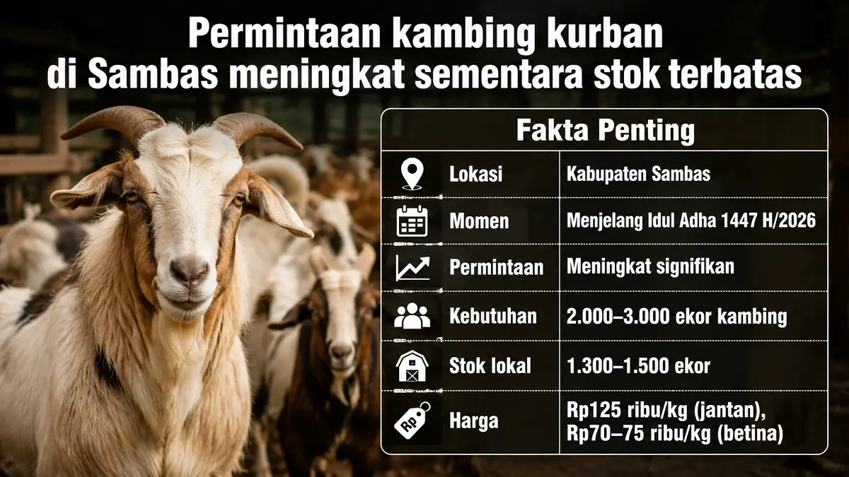 Grafis kurban Kabupaten Sambas
