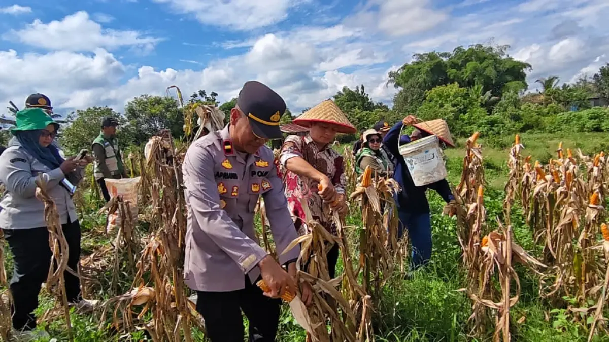 Kegiatan panen jagung hibrida di Desa Sungai Ukoi, Kecamatan Sungai Tebelian, Kabupaten Sintang, Kamis (7/5). (DOK POLSEK TEBELIAN)
