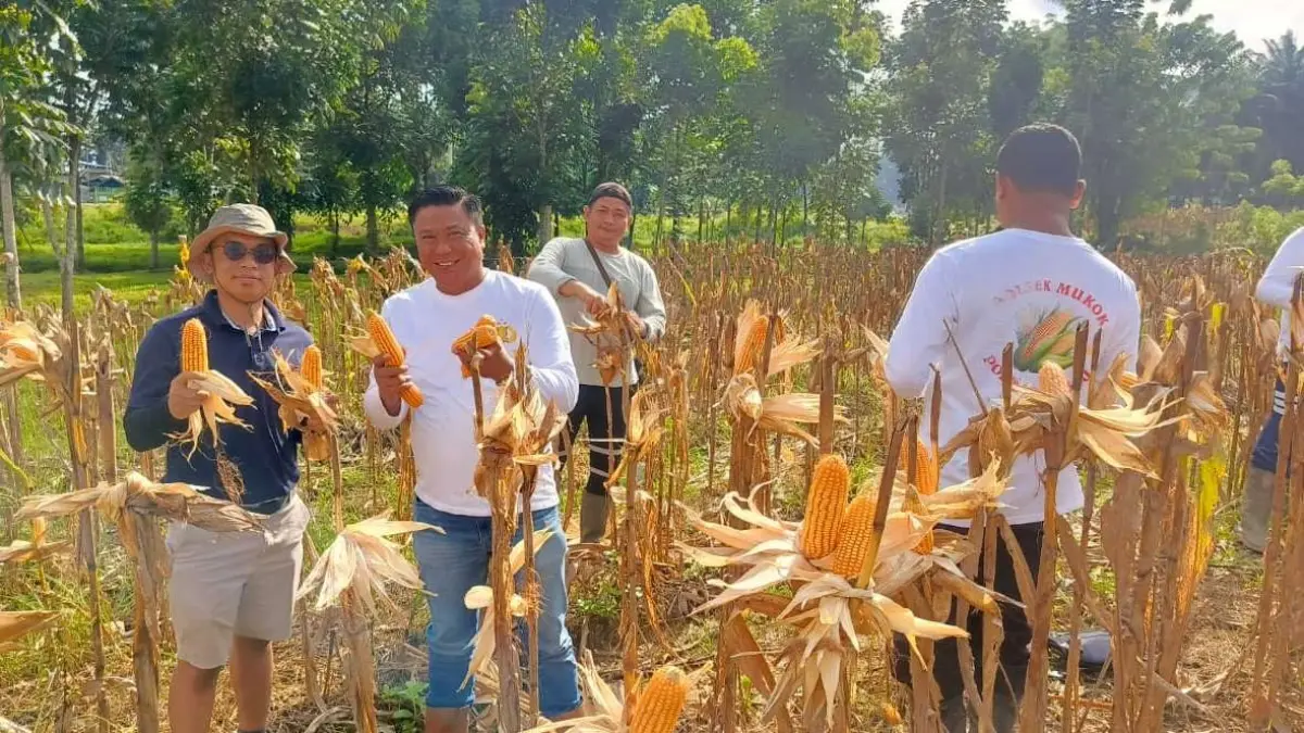 Jajaran Polsek Mukok dan PT MPE melaksanakan panen jagung di lahan kemitraan PT MPE di Desa Semuntai, Kecamatan Mukok. (HUMAS POLRES)