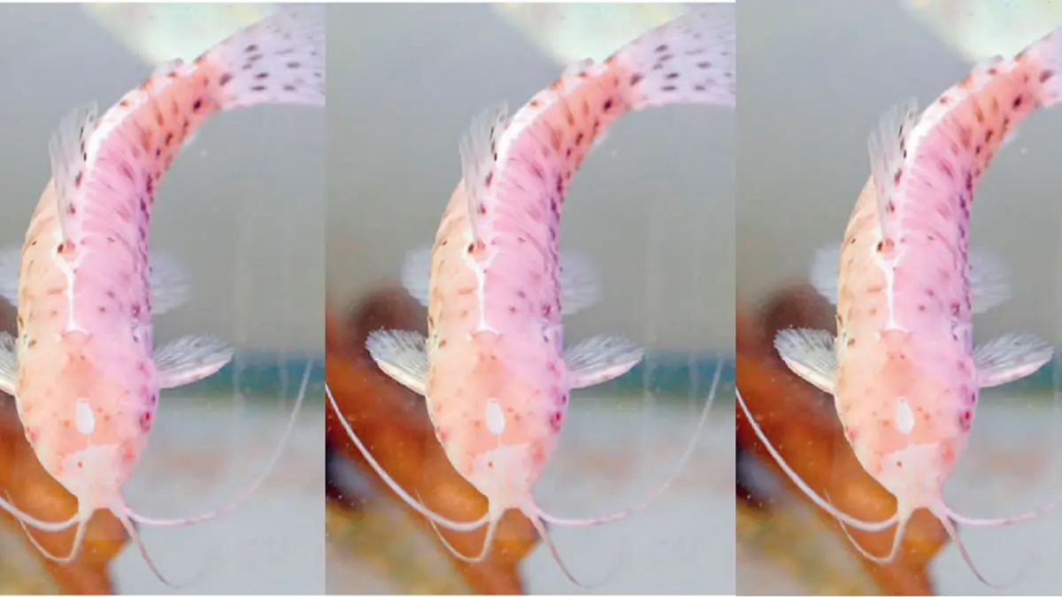 Meski termasuk catfish, Hoplo albino ini varian yang mengalami kelainan genetik. (DOK JAWAPOS)