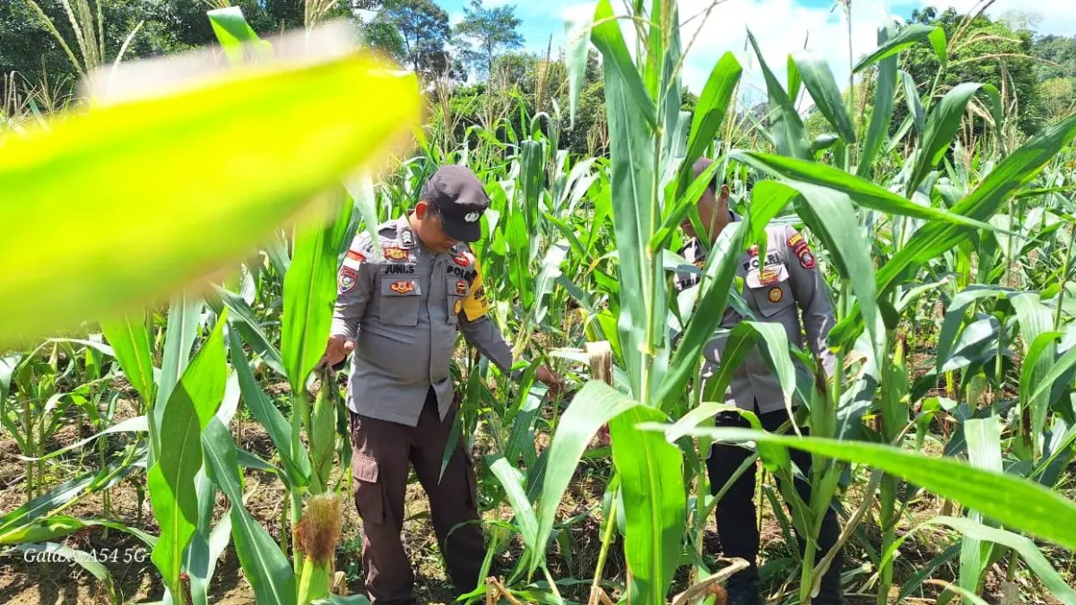Personel Polsek Bonti melakukan pengecekan tanaman jagung hibrida di lahan Demplot I Dusun Sami, Desa Sami, Kecamatan Bonti, Senin (11/5).