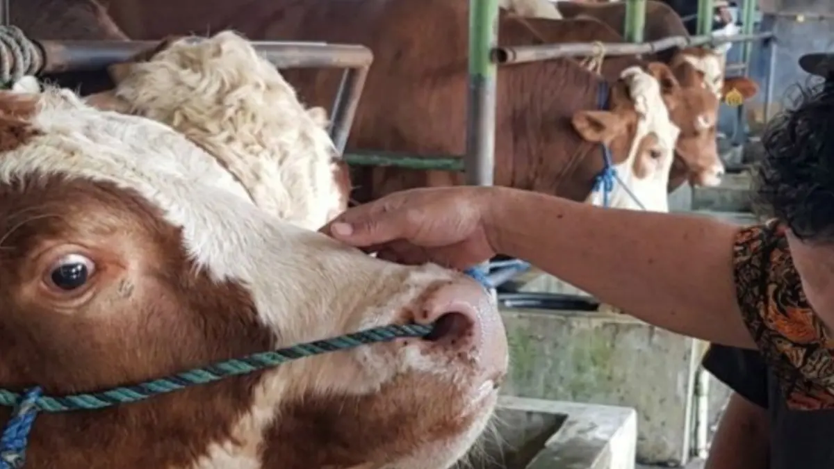 Sapi Abimanyu milik peternak Kabupaten Batang dipilih Presiden RI Prabowo Subianto untuk dijadikan hewan kurban, di Batang. (ANTARA/Kutnadi)
