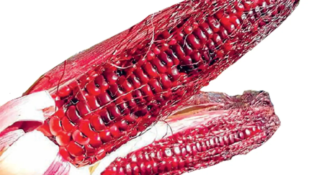 Jagung ungu.