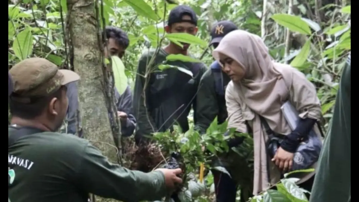 Para Peneliti Kebun Raya Banua meneliti tanaman untuk mengembangkan tumbuhan berkhasiat obat khas Kalimantan di kawasan hutan di Kabupaten Tanah Bumbu, Kalimantan Selatan. (ANTARA/HO-Kebun Raya Banua)