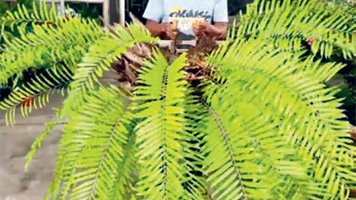 Tanaman drynaria (DOK JAWAPOS)
