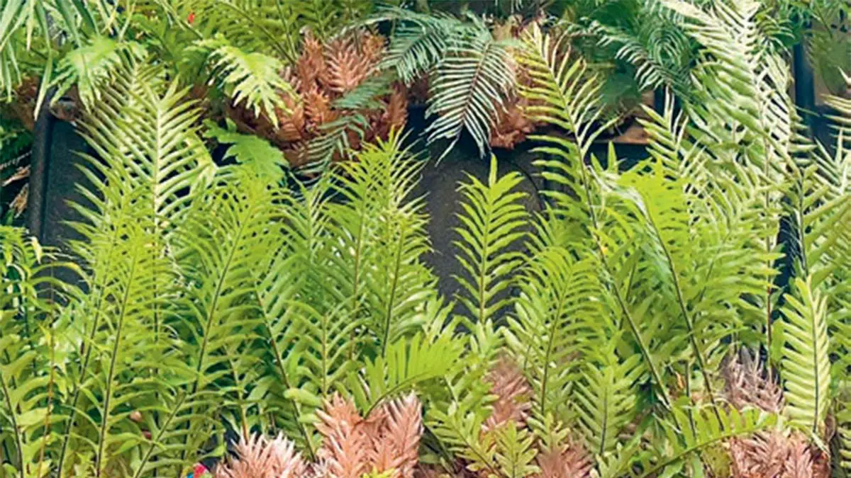 Tanaman drynaria (DOK JAWAPOS)