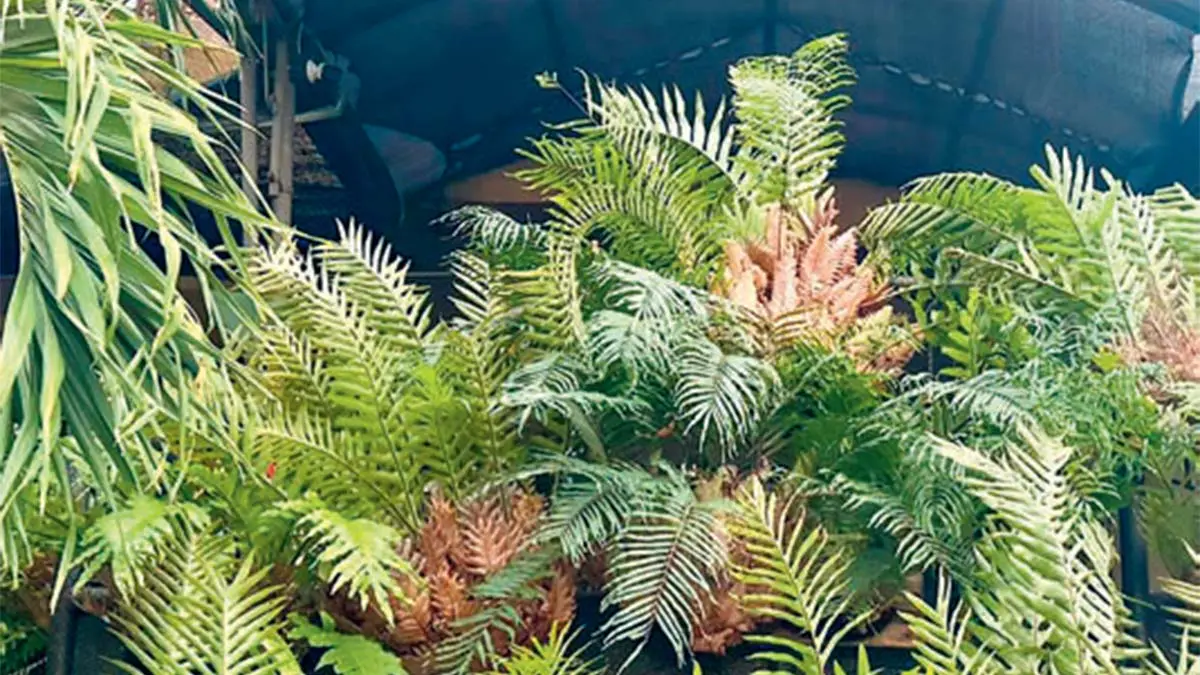 Tanaman drynaria (DOK JAWAPOS)