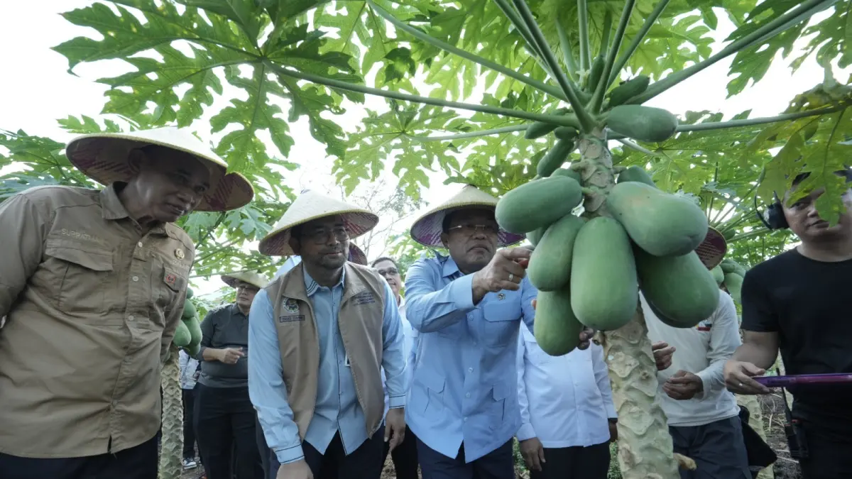 Direktur Pemberdayaan dan Partisipasi Masyarakat BGN, Tengku Syahdana (dua dari kiri) mendampingi Wakil Kepala BGN Bidang Operasional Pemenuhan Gizi, Sony Sonjaya memetik pepaya di kebun milik anggota Poktan Desa Rasau Jaya I, Rabu (13/5). (Ashri Isnaini/Pontianak Post)
