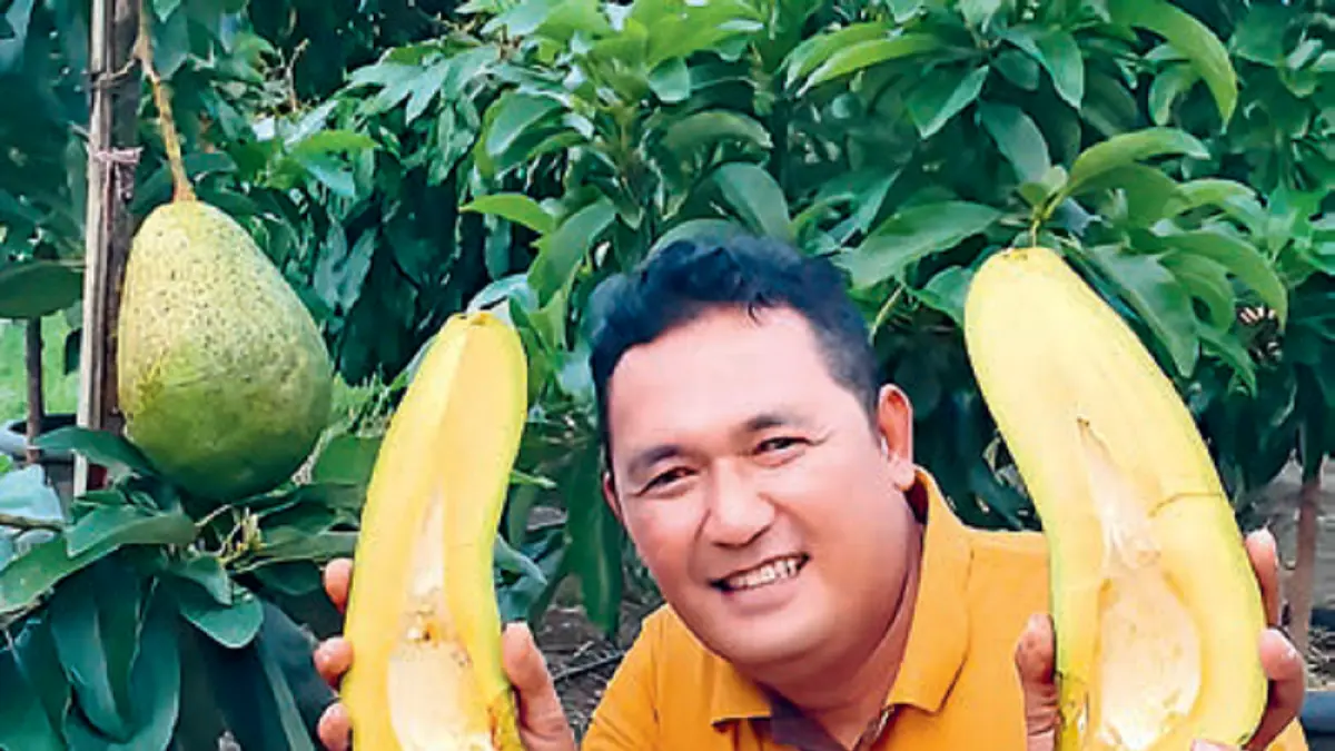 Agus menunjukkan buah Alpukat Kelud yang matang di pohon. Mulai dari penanaman hingga panen, butuh waktu 3 tahun. (DOK JAWAPOS)