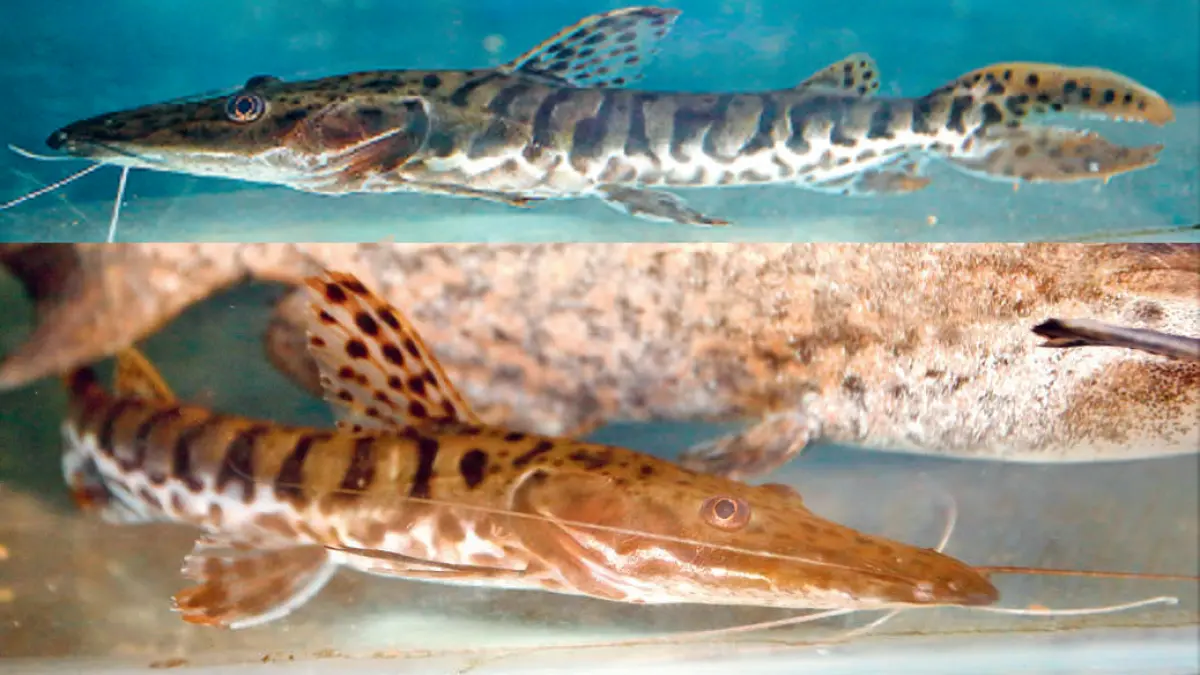 Ikan dengan nama ilmiah Pseudoplatystoma fasciatum ini merupakan salah satu spesies lele raksasa. Di alam liar, panjangnya mencapai satu meter. (DOK JAWAPOS)