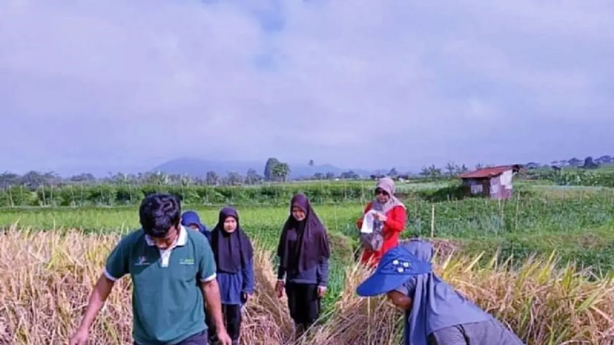 Ilustrasi - Lindungi petani dan tingkatkan ketahanan pangan, petani dapat bantuan premi asuransi dari Pemerintah. (ANTARA/ Isril Naidi)