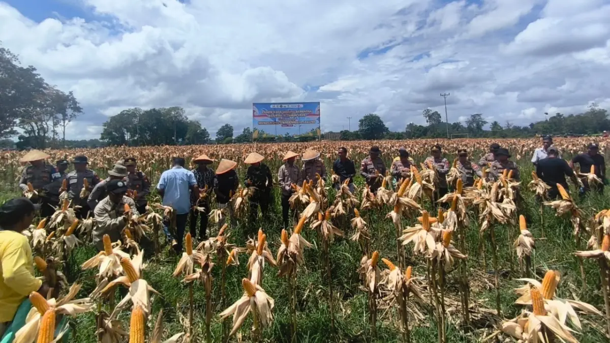 Waka Polres Sanggau, Radian bersama unsur Forkopimda, dan masyarakat saat menghadiri panen raya jagung serentak di Desa Kuala Buayan, Kecamatan Meliau, Kabupaten Sanggau. (AGUNG RAJALI SAPUTRA/PONTIANAK POST)