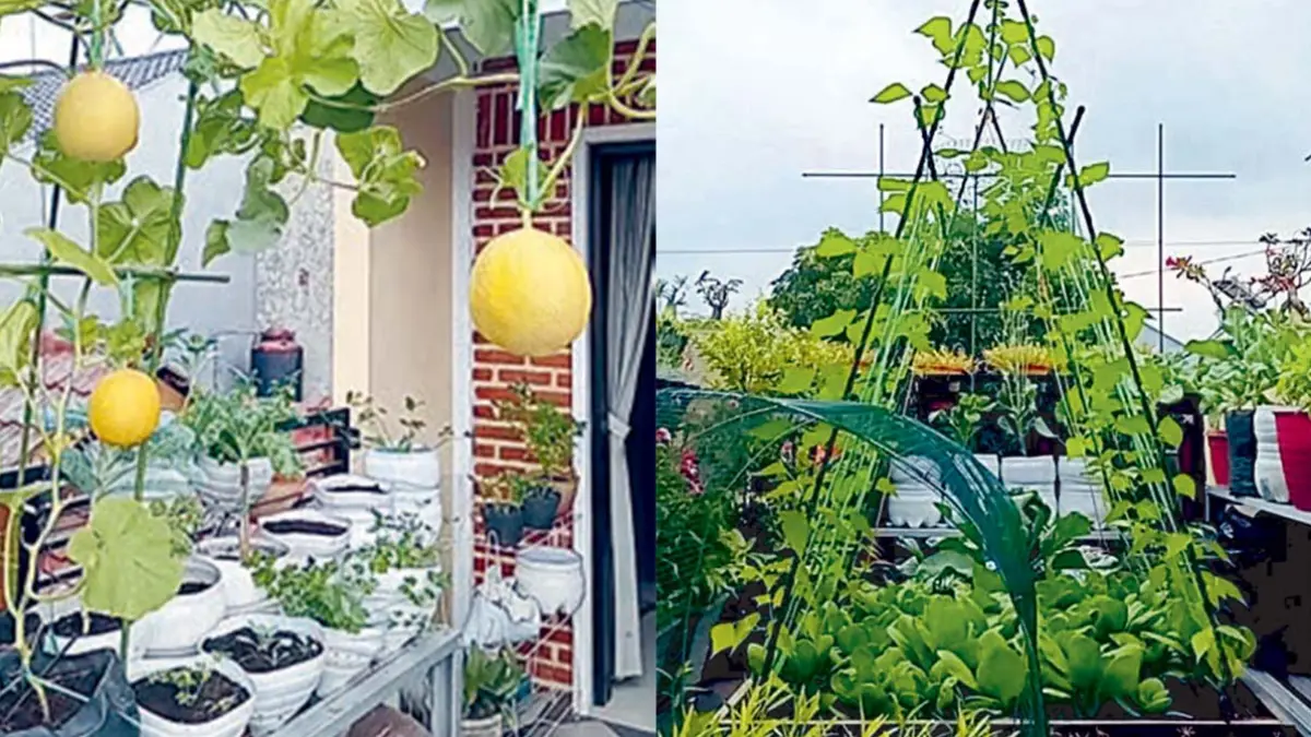 Beragam sayur ditanam di balkon rumah. (DOK JAWAPOS)