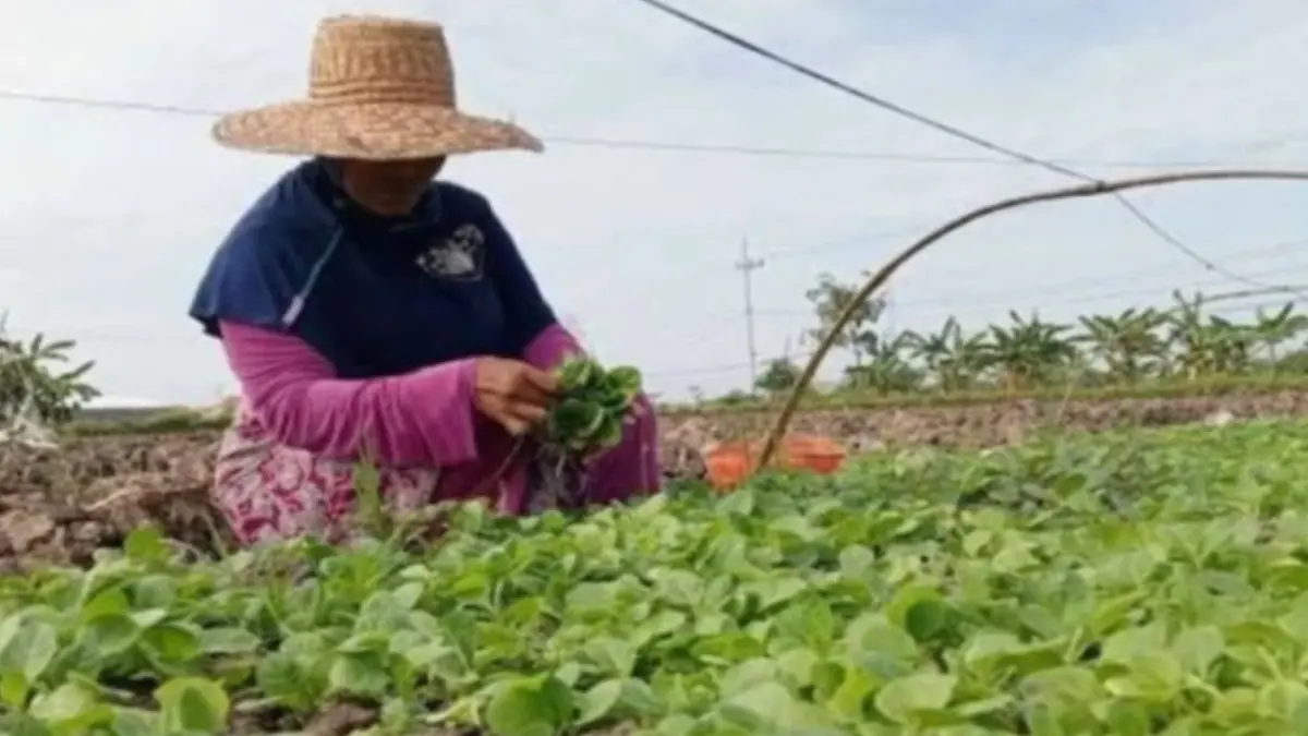Dokumen petani tembakau saat mencabut bibit benih tembakau pada musim tanam 2025. (ANTARA/HO-Pemkab Pamekasan)