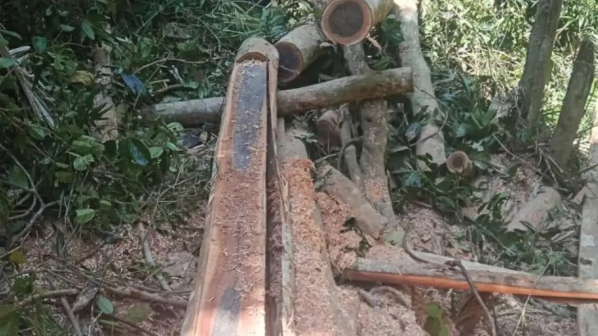 Barang bukti berupa potongan pohon yang diamankan petugas di TWA Mangolo, Kabupaten Kolaka, Sulawesi Tenggara. ANTARA/HO-Gakkum Kehutanan