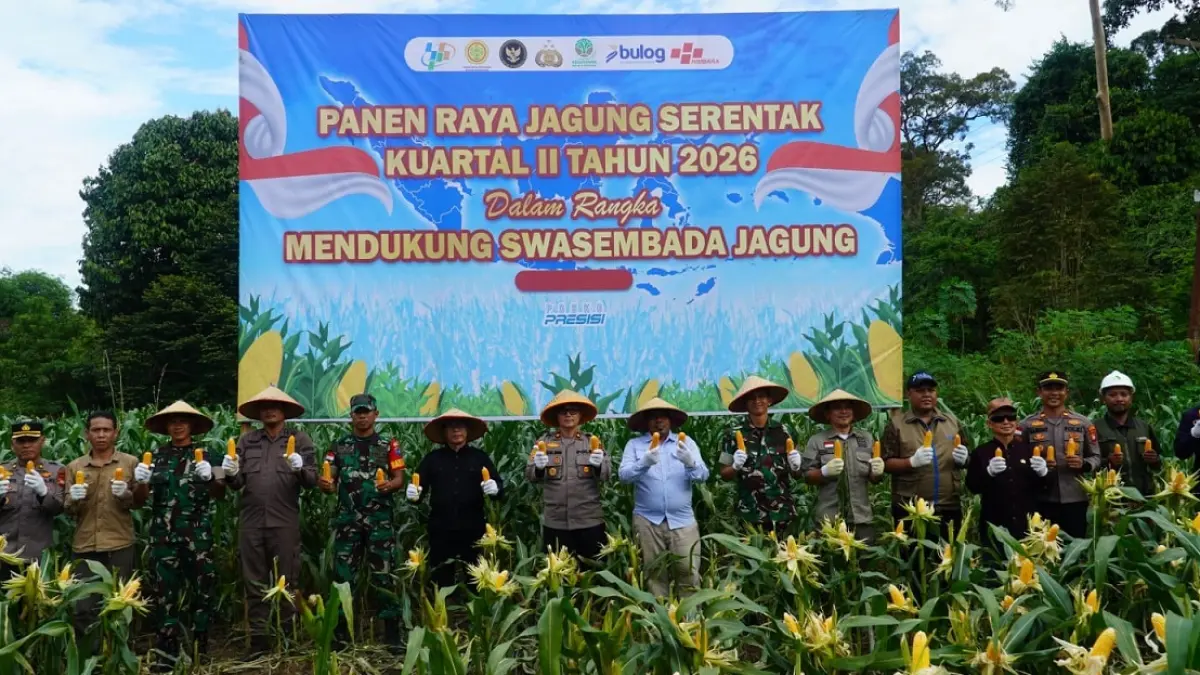 Kegiatan Panen Raya Jagung Serentak Triwulan II Tahun 2026 di lahan jagung Desa Hulu Pengkadan, Kecamatan Pengkadan, Kabupaten Kapuas Hulu. (ISTIMEWA)