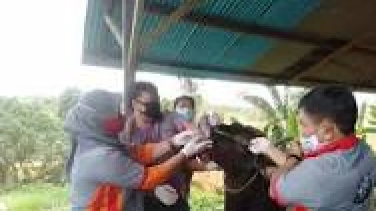 Hewan kurban sedang diperiksa oleh tim kesehatan (DOK PONTIANAK POST) 