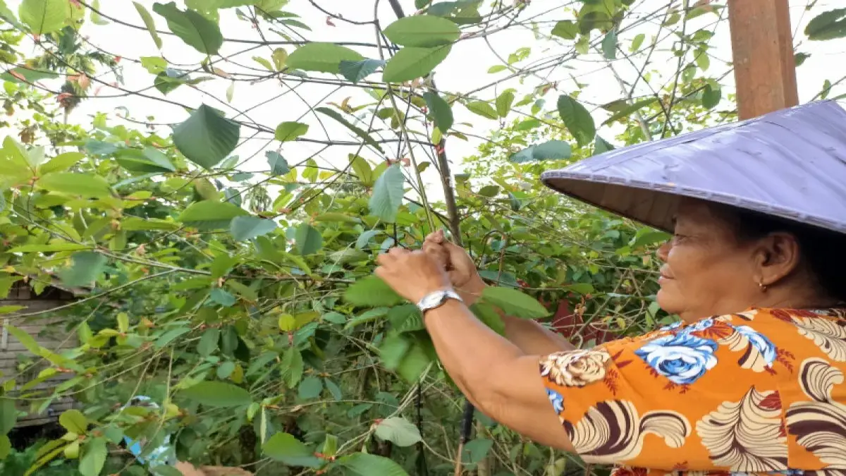 Salah satu warga Kabupaten Kapuas Hulu Provinsi Kalimantan Barat sedang memetik daun kratom yang merupakan sumber pendapatan ekonomi keluarga. (ANTARA)