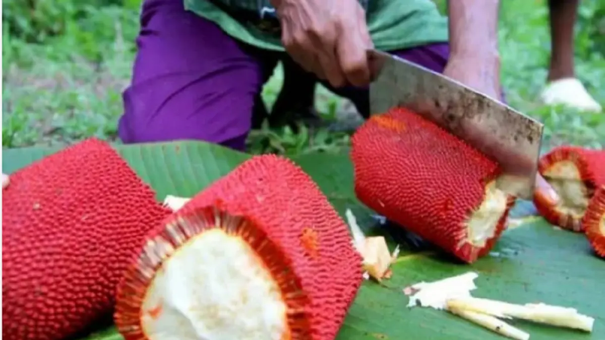 Buah merah (RADAR MADIUN-JAWAPOS GRUP)