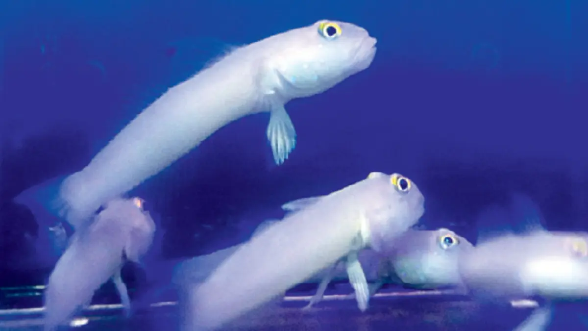 Ikan dengan nama ilmiah Valenciennea sexguttata ini bentuknya memanjang dan suka berdiam di satu tempat. (DOK JAWAPOS)
