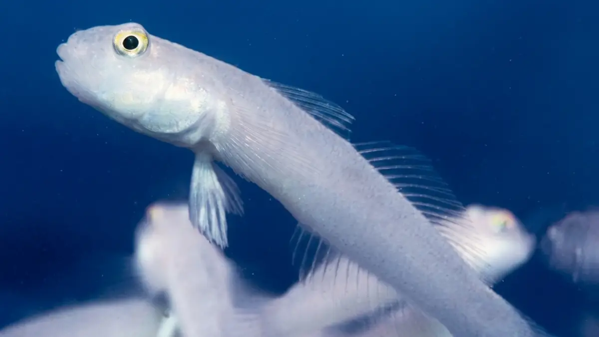 Ikan dengan nama ilmiah Valenciennea sexguttata ini bentuknya memanjang dan suka berdiam di satu tempat. (DOK JAWAPOS)