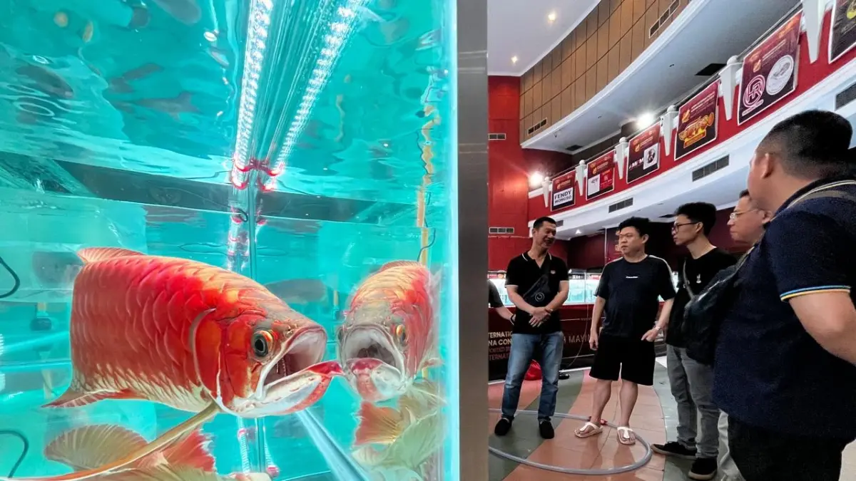 PAMERAN ARWANA: Pengunjung mengamati ikan arwana yang dipamerkan dalam “APPS International Arowana Contest” di Pontianak Convention Centre (PCC), Kamis (21/5). 