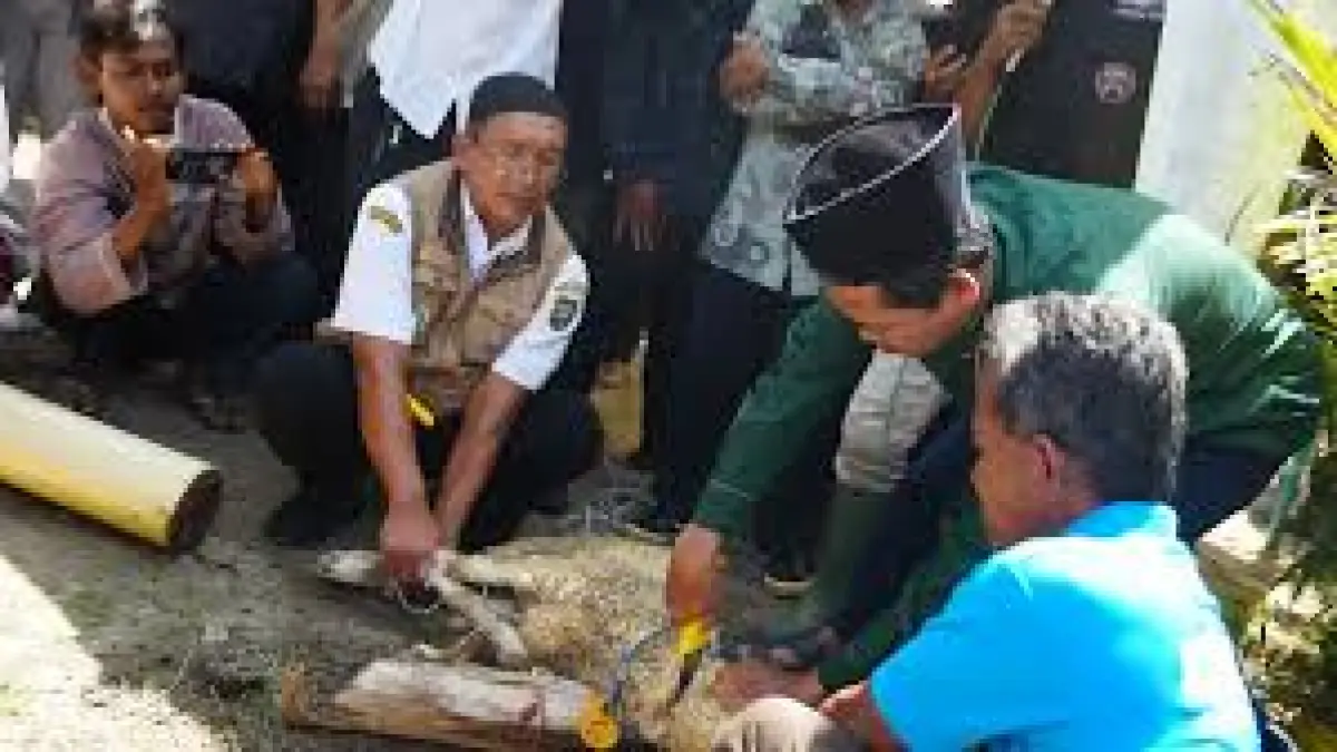 Penyembelihan hewan kurban sebaiknya dilaksanakan pada siang hari