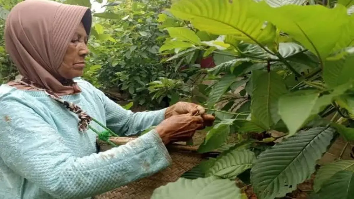 Petani Kratom Kapuas Hulu saat melakukan panen. (ISTIMEWA)