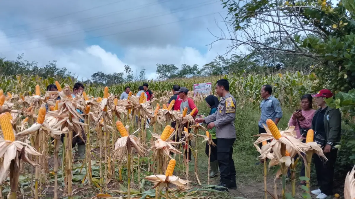 Petani bersama aparat dan pemerintah desa mengikuti panen jagung perdana di Dusun Tebedak, Desa Tebedak, Kecamatan Ngabang, Kabupaten Landak, Jumat (22/5/2026). Dari lahan seluas 1 hektare, petani berhasil menghasilkan sekitar 6 ton jagung sebagai dukungan terhadap ketahanan pangan daerah.