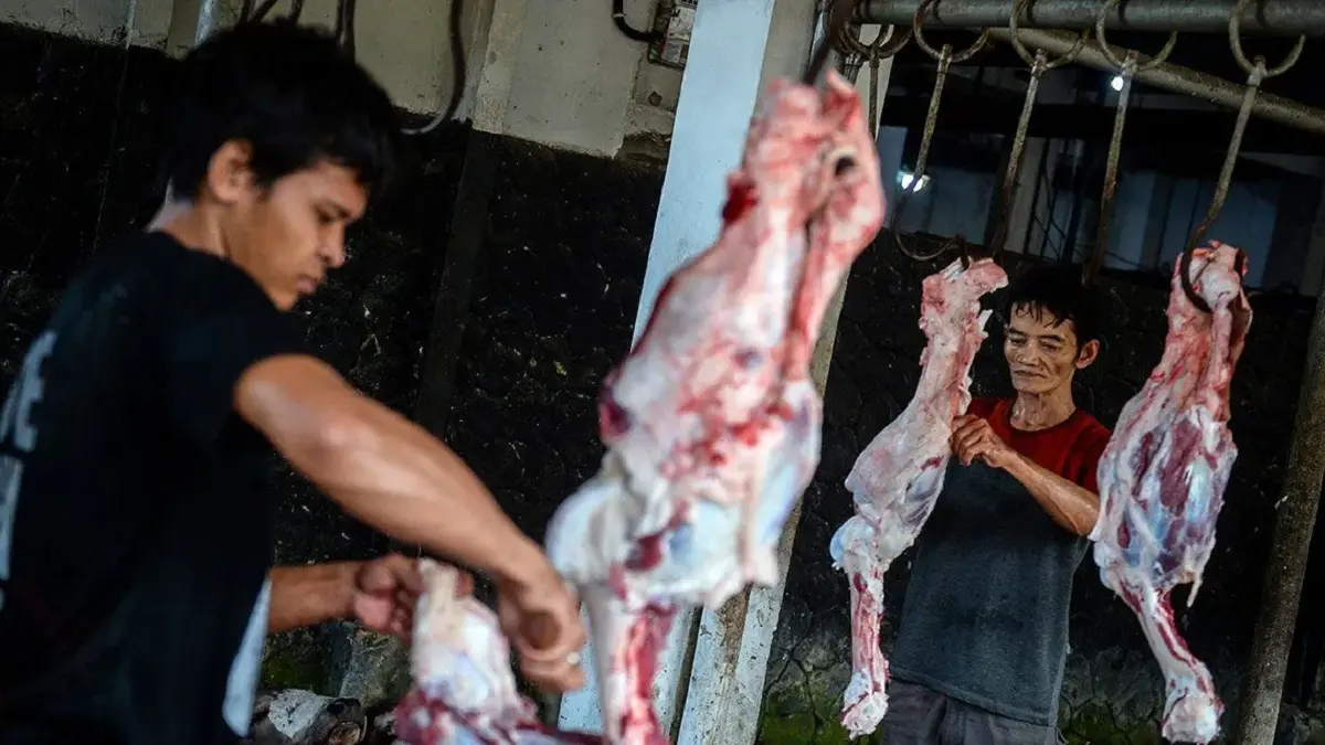 Ilustrasi - Pekerja memotong daging kurban sapi. (Antara)