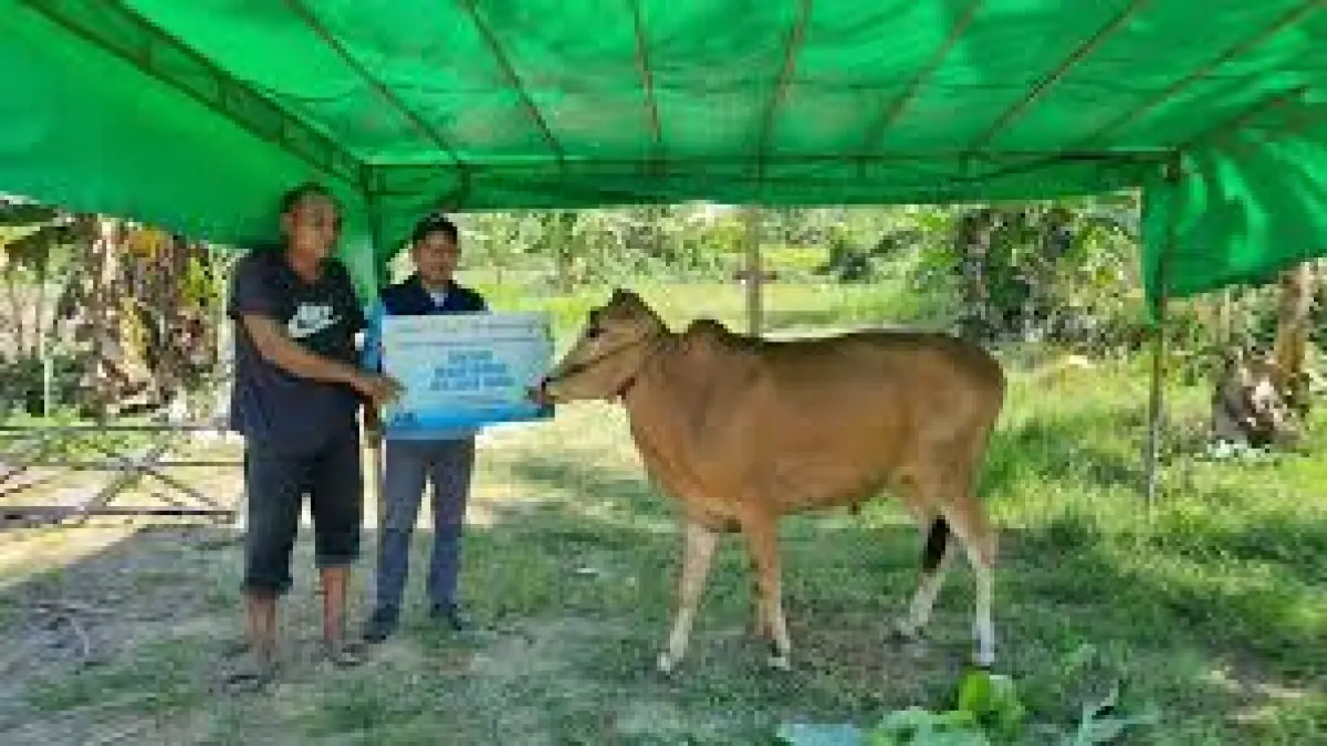 Panitia kurban menerima  salah satu hewan kurban dari sebuah perusahaan. (DOK PONTIANAK POST) 