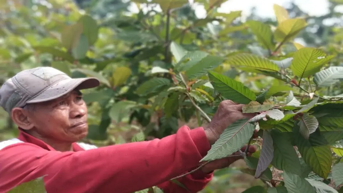 Seorang petani Kratom asal Kapuas Hulu Harrun sedang memetik daun Kratom yang memiliki nilai ekonomis dalam memenuhi kebutuhan masyarakat di wilayah Kapuas Hulu Kalimantan Barat. (ANTARA)